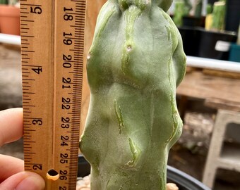 Cactus- Pachycereus schottii f. mieckleyanus - Totem Pole minor (6”) | Cactus | as shown on 1st picture 11/8/2023 (bareroot shipping)