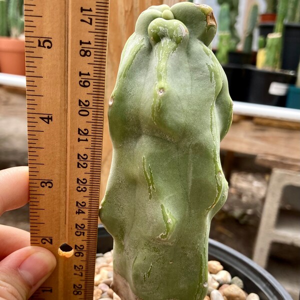 Cactus- Pachycereus schottii f. mieckleyanus - Totem Pole minor (6”) | Cactus | as shown on 1st picture 11/8/2023 (bareroot shipping)