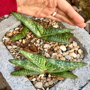 Aloe greatheadii davyana succulent young plants as pictured 12/5/23 choose from 1-4 plants bareroot shipping with free pups image 3
