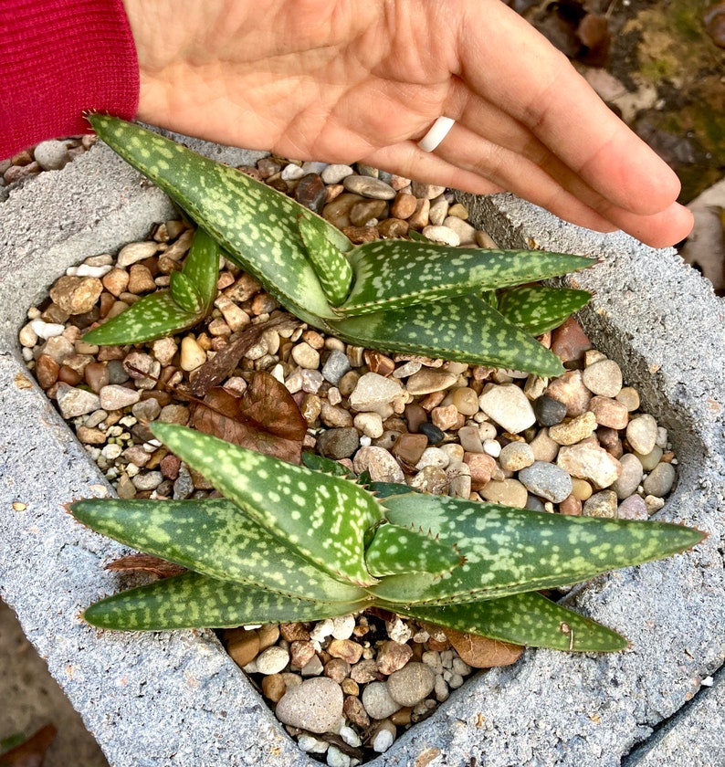 Aloe greatheadii davyana succulent young plants as pictured 12/5/23 choose from 1-4 plants bareroot shipping with free pups image 3
