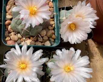 Seeds- Thelocactus hexaedrophorus 25-100 seeds (Harvested in 2023)