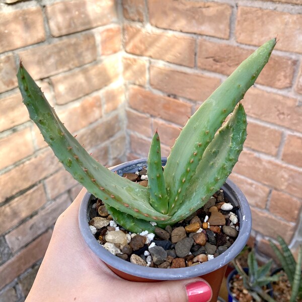 Aloe marlothii |mountain Aloe| succulent| young plants in 4” pots as pictured | large Aloe species (bareroot shipping)