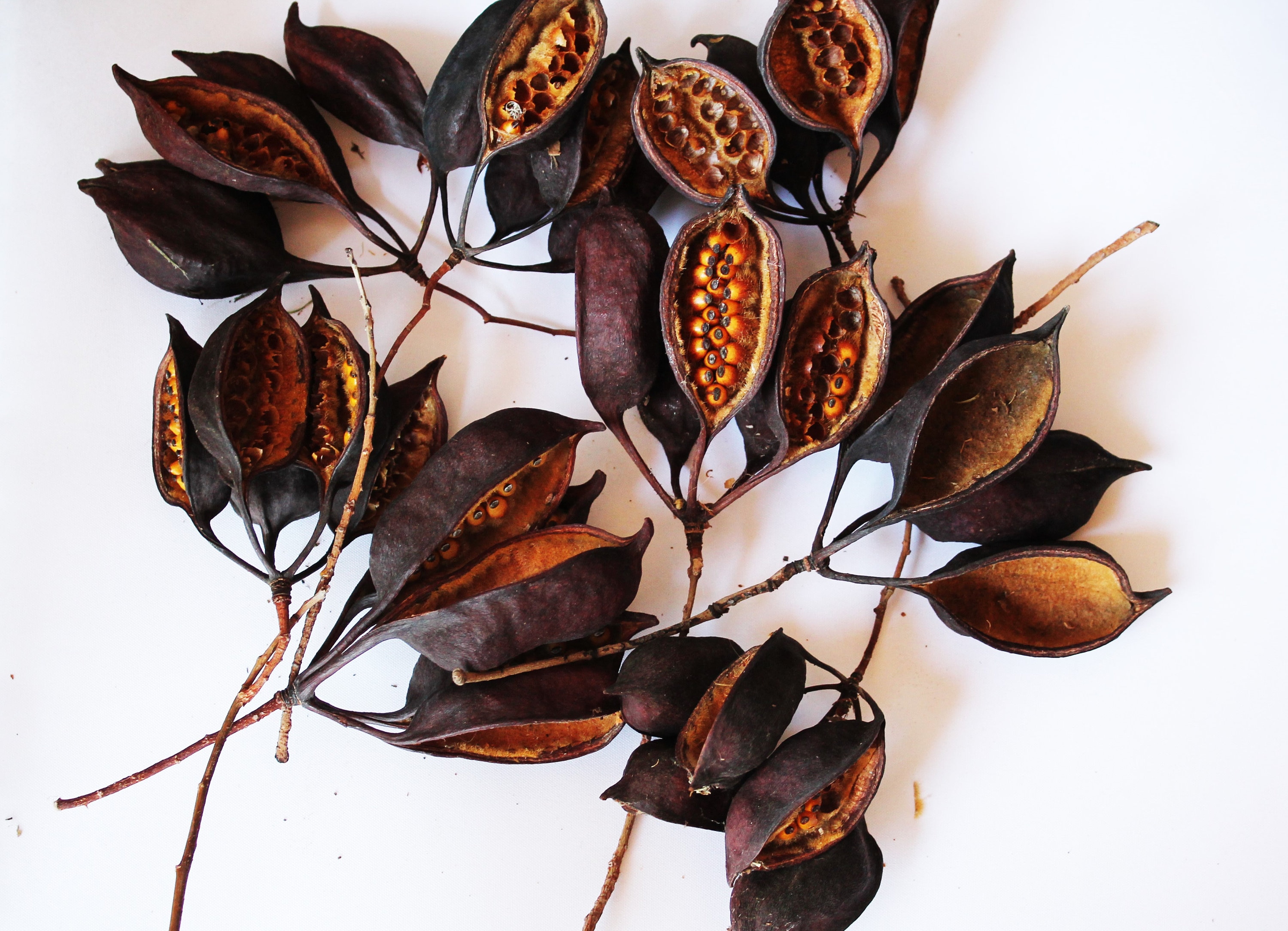 100 Brachychton Australian Bottle Tree Seed Pods Kurrajong Etsy