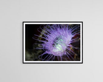 Underwater photography of plant, digital print, wallart, closeup