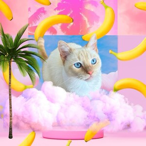 Può includere: Un gatto bianco con gli occhi azzurri è seduto su una nuvola rosa soffice con un piedistallo rosa di fronte a lui. Ci sono banane gialle sparse intorno al gatto e alla nuvola.