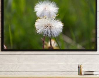 Printable Wall Art  | "Closeup Flowers" | Landscape | Newfoundland