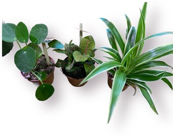 Pack of three 2.5in houseplants Pilea peperomioides (Chinese Dollar Plant), The spider plant, nerve plant (Fittonia plant) clean air plants