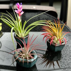 Unique plant pottery, seeding planter, Bonsai pottery, pottery for plants, handmade pottery, Ceramic Planter with drain hole, pack of 3 pots image 2