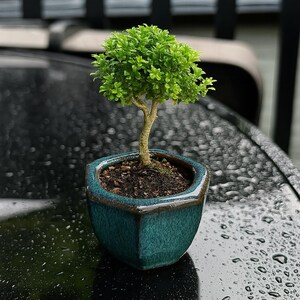 Unique plant pottery, seeding planter, Bonsai pottery, pottery for plants, handmade pottery, Ceramic Planter with drain hole, pack of 3 pots image 3