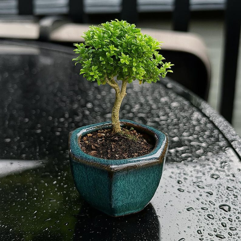 Unique plant pottery, seeding planter, Bonsai pottery, pottery for plants, handmade pottery, Ceramic Planter with drain hole, pack of 3 pots image 3