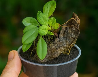 Acianthera crinita orchid, rare orchid, tiny orchids, unique orchid, cute orchid