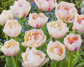 Tulip ‘Double Dolce’– Autumn Planting Canada – Fragrant Spring Garden (6 Bulbs/Pack)