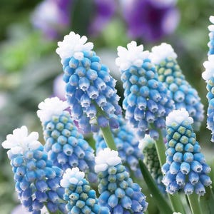 May include: A cluster of grape hyacinth flowers featuring dense spikes of small, bell-shaped blossoms. Each flower head transitions from a vibrant light blue at the base to a bright, snowy white at the rounded, tightly packed top of the bloom.