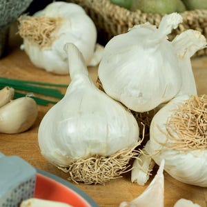 May include: Several whole white garlic bulbs with papery skins and dried tan roots. The bulbs are rounded with pointed tops, clustered together with a few loose garlic cloves visible nearby. The texture of the outer skin is smooth and matte.