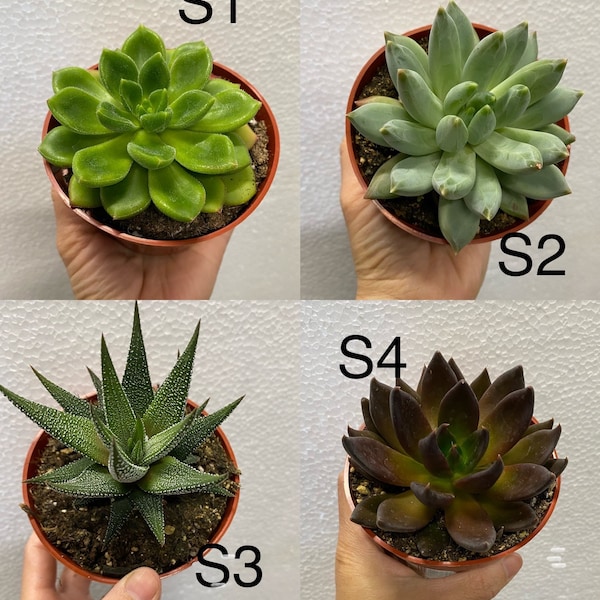 12 cm Plantes succulentes, haworthia, Echeveria succulente, Pachyphytum 'Solomon' - doigts d'ange, chocolat Echeveria, lune noire Echeveria