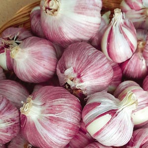 May include: A collection of whole garlic bulbs with papery white and deep purple-red striped skins. The bulbs are clustered together, showing their rounded shapes, layered outer skins, and the dried stem ends at the top of each individual bulb.
