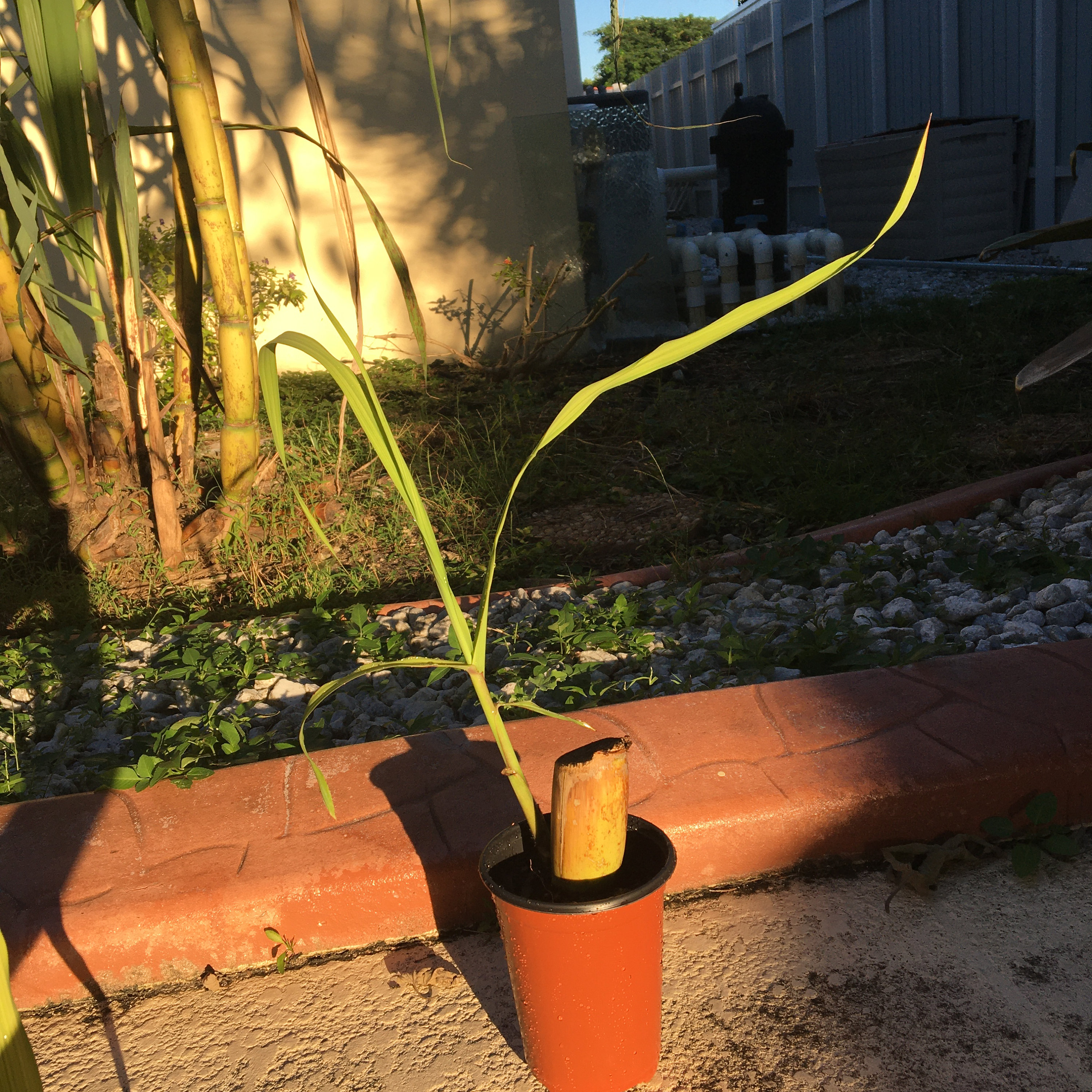 Florida Sugarcane, Sprouted Cutting, Live Plant Etsy