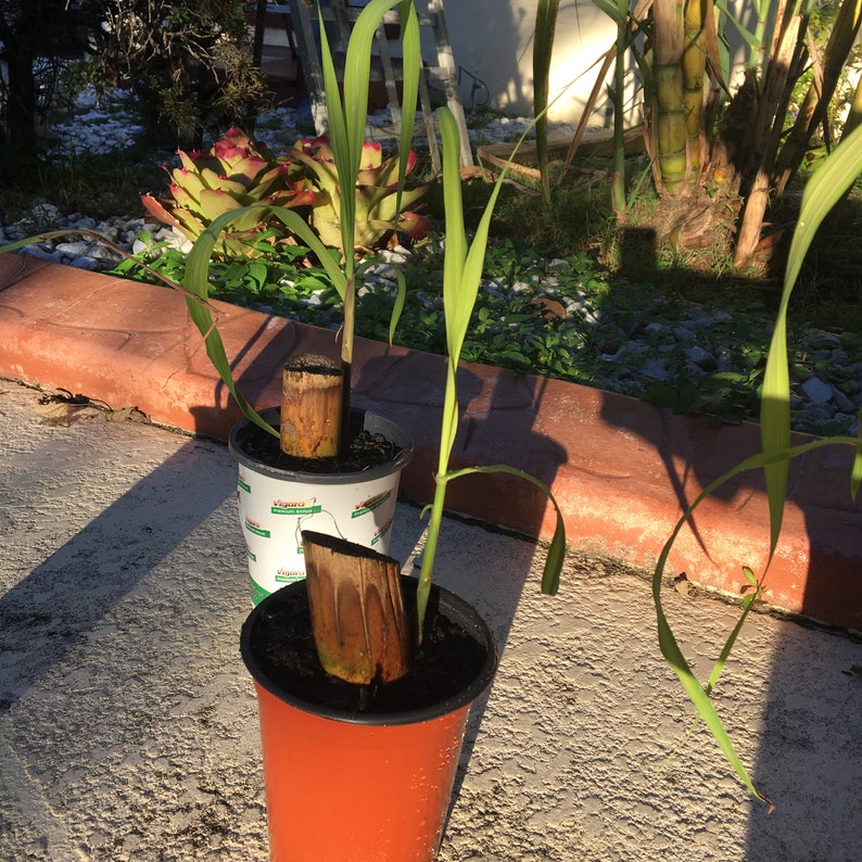 Florida Sugarcane Sprouted Cutting Live Plant Etsy
