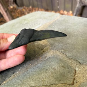 May include: A dark, matte black, curved, pointed object with a textured, uneven surface. The item features a wide, rounded base that tapers into a sharp, elongated tip, resembling a fossilized tooth or a claw-like structure with a smooth finish.