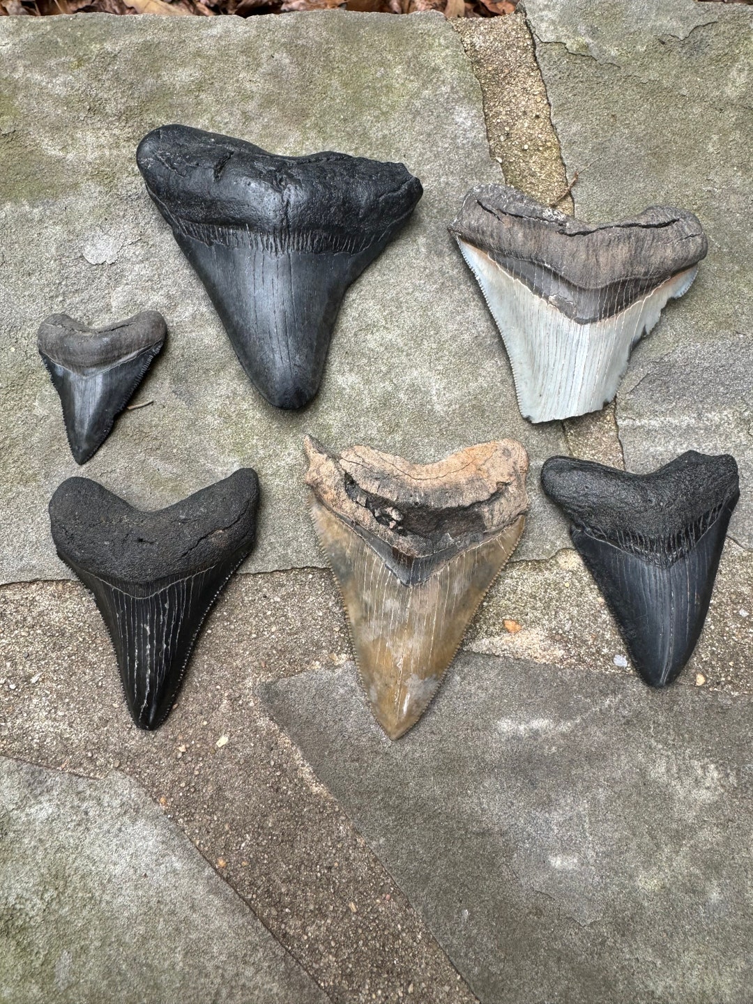 6 Megalodon Teeth the Largest One Measures 3.95 Inches. - Etsy