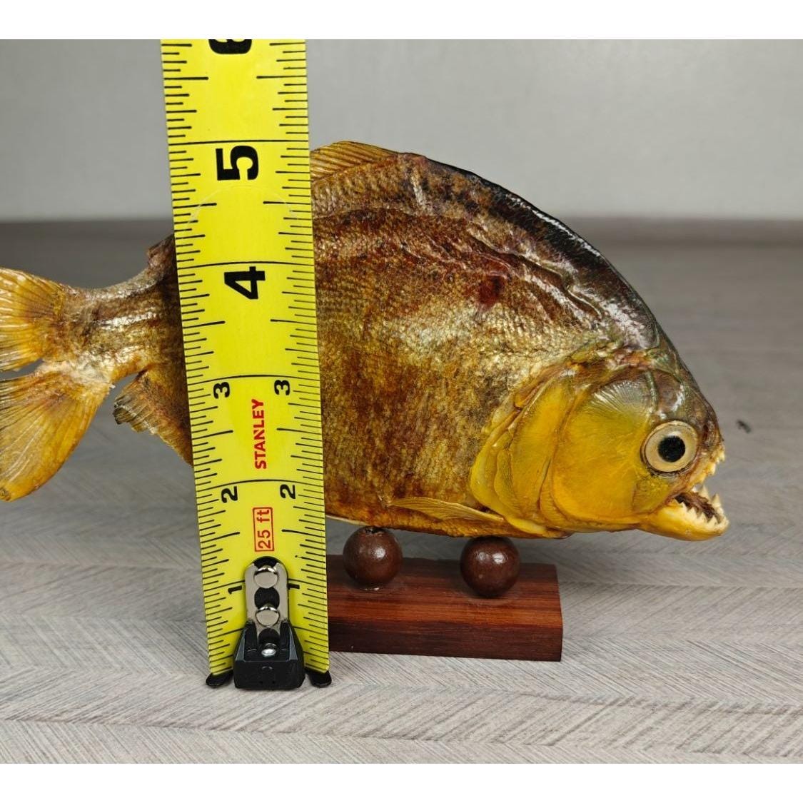 工芸品 [Vintage] Amazon Piranha Taxidermy Vintage Piranha Fish Stuffed Carnivorous Taxidermy Sea