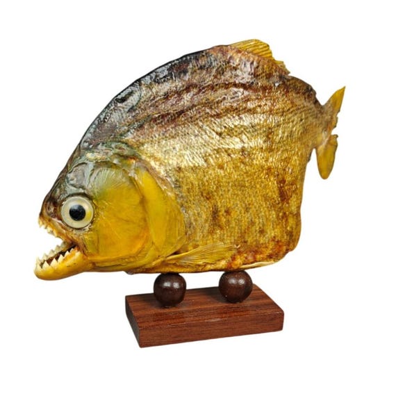 工芸品 [Vintage] Amazon Piranha Taxidermy Vintage Piranha Fish Stuffed Carnivorous Taxidermy Sea