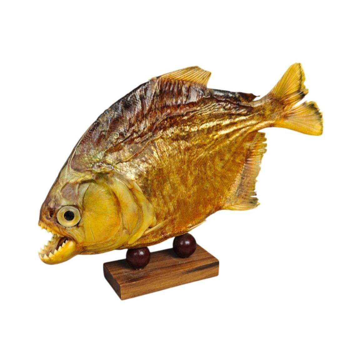 Vieux Piranha Empaillé D'Amazonie - Taxidermie 23 Cm - Pièce Unique Déco