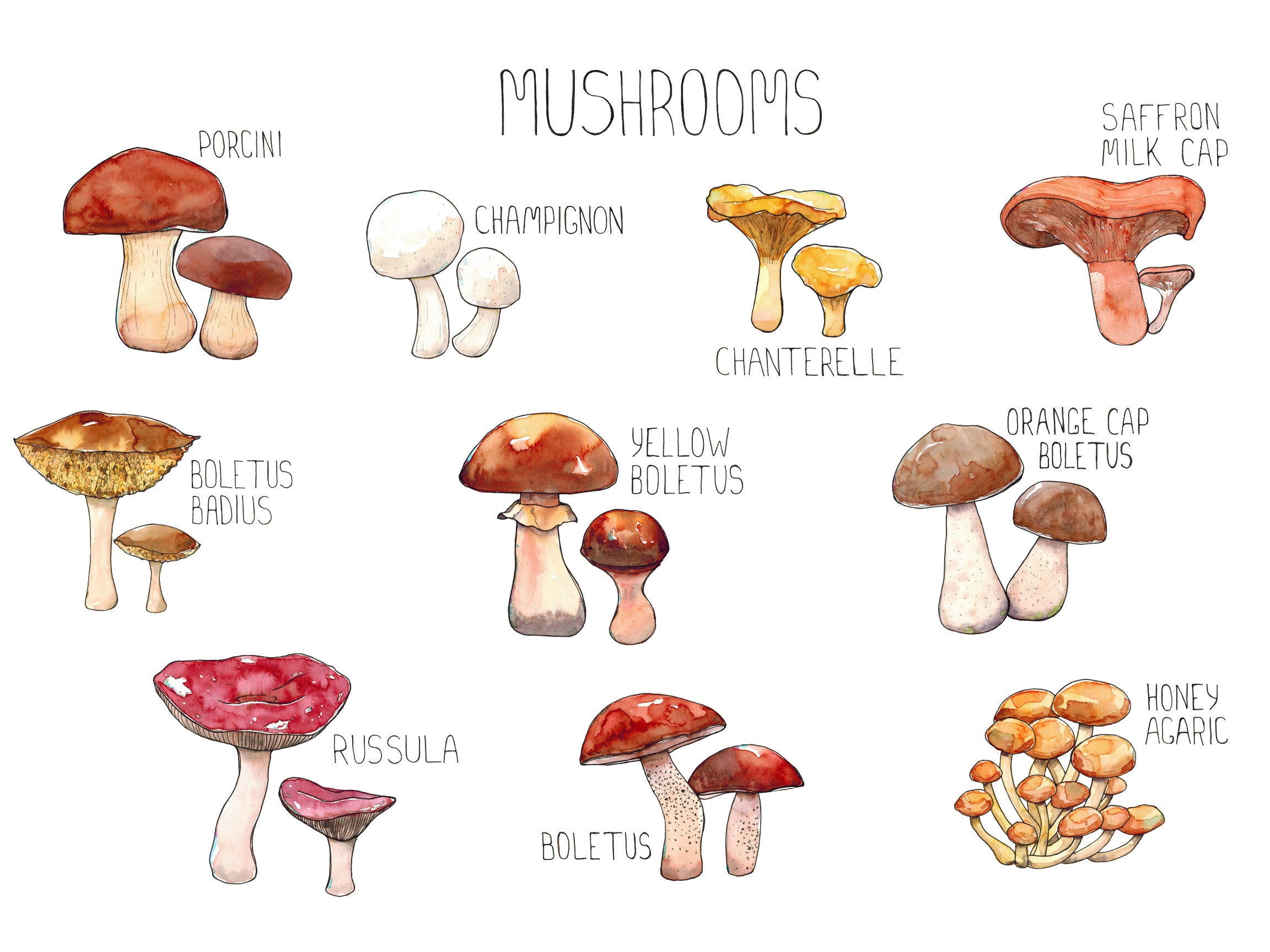 Mushroom Identification Chart Wall Art Etsy