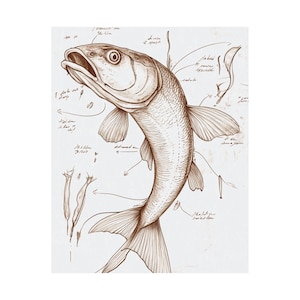 Vertical Posters, Vintage Scientific Catfish Drawing, Wall Art, Home Decor, Gift for Catfish Lovers, Nature Art Print