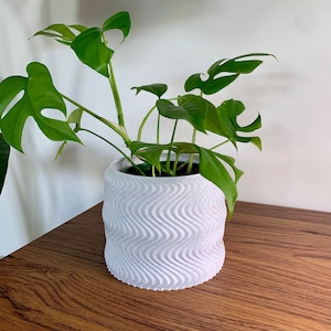 May include: A white ceramic planter with a wavy texture, featuring a green Monstera plant with large leaves.