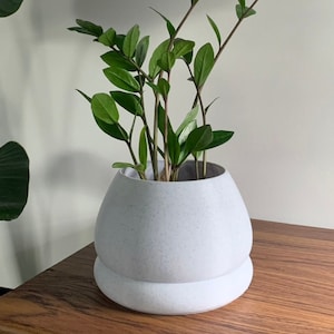 Peut inclure: Une petite plante verte à tiges multiples poussant dans un pot en céramique blanc moucheté. Le pot a une forme arrondie avec une base légèrement plus large.