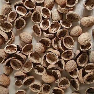 May include: A scattering of empty walnut shells and whole walnuts on a light surface. The shells are light brown and textured, while the whole walnuts are a darker brown. The image shows a natural, organic theme.