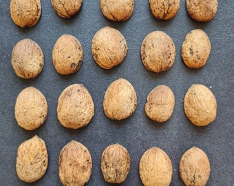 Pack of 25 SMALL walnut halves, walnut shells, decoration, crafts, autumn arrangement, winter Christmas, DIY gift decoration. Condition: &quot;New&quot;.