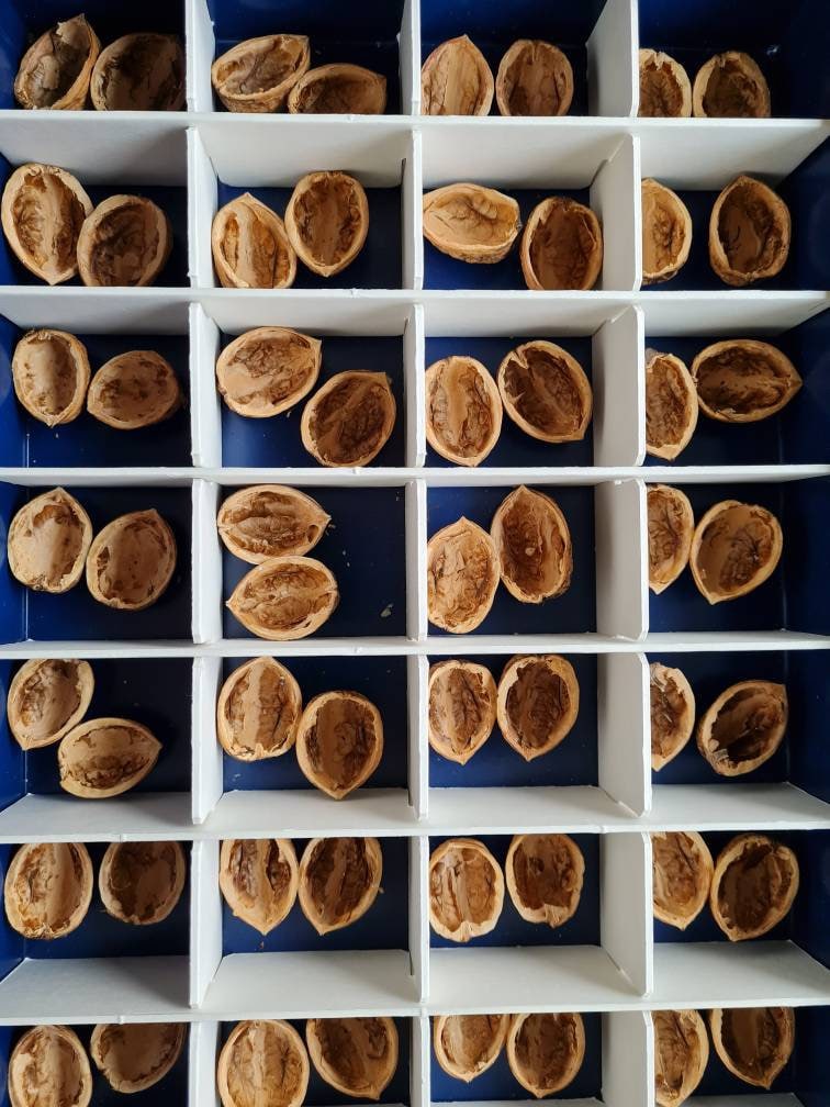 Walnut shell pair, matching halves, walnut shell decoration, crafting, autumn arrangement, winter Christmas, DIY gift decoration. Condition: "New".