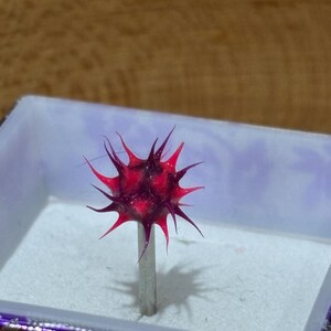 Pu&ograve; includere: Un oggetto spinoso rosso scuro, simile a un riccio di mare o a un fiore stilizzato, montato su uno stelo argentato. L'oggetto &egrave; posto all'interno di una scatola decorativa con interno viola ed esterno a fantasia.