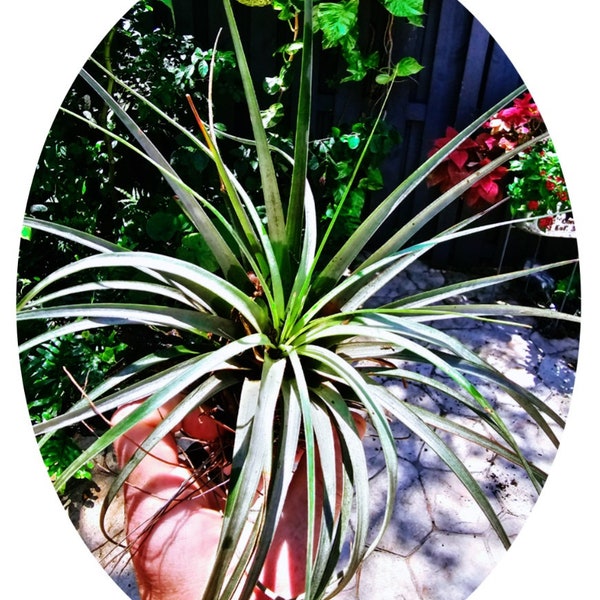 Air Plants for Sale Etsy