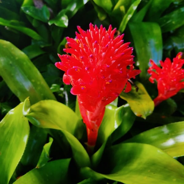 Flaming Torch Bromeliad