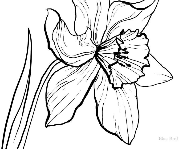 Birth Month Flowers Hand Drawn Botanical Clipart Botanical - Etsy