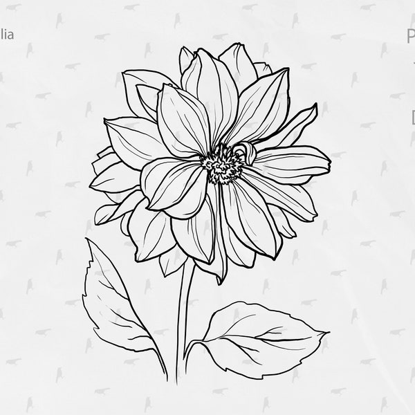 Botanical line art, dahlia clipart, black and white botanical drawing, floral line art, fine art flowers, one line plant clipart