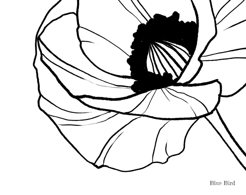 Botanical Line Art, Poppy Clipart, Hand Drawn Poppy Flowers PNG, Poppy ...