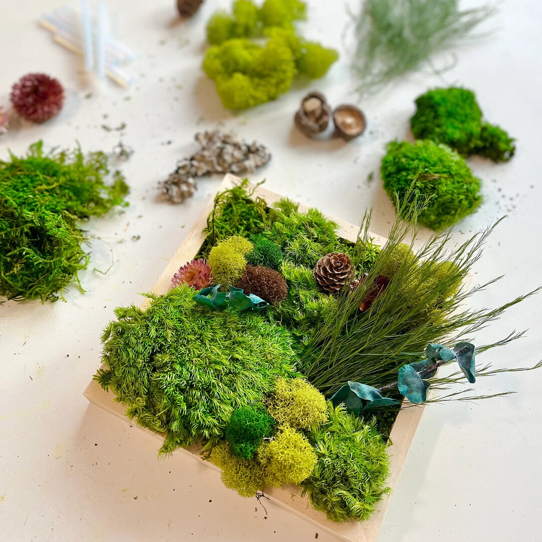 DIY Moss Art Kit Preserved Moss Art DIY Plant Kit Wall Etsy