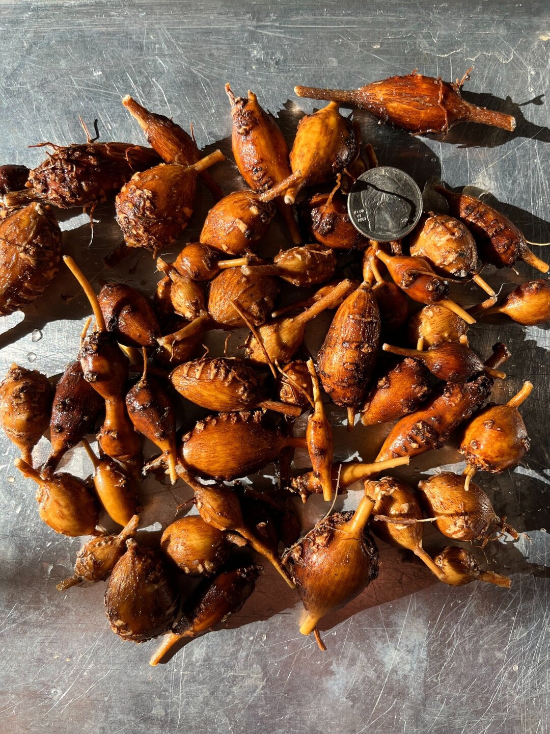 Groundnut apios Americana 6 Tubers for Propagation - Etsy