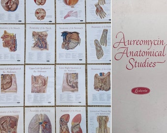 May include: A set of 14 anatomical charts featuring illustrations of various body parts, including the brain, eye, hand, mouth, neck, stomach, foot, abdomen, colon, kidney, lung, heart, and spinal cord. The charts are titled with the name of the body part and are printed on white paper with a blue border. The charts are part of a larger set of anatomical studies by Aureomycin Lederle.
