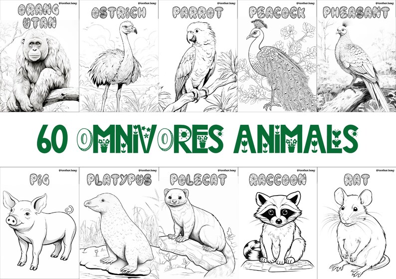 60 printable omnivore animal coloring sheets featuring bird-themed designs, wildlife-inspired pages suitable for kids and adults, engaging and relaxing creative activity, instant download for nature and wildlife enthusiasts