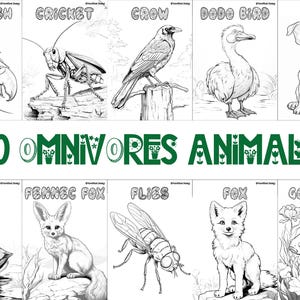 60 printable omnivore animal coloring sheets featuring bird-themed designs, wildlife-inspired pages suitable for kids and adults, engaging and relaxing creative activity, instant download for nature and wildlife enthusiasts