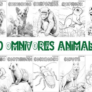 60 printable omnivore animal coloring sheets featuring bird-themed designs, wildlife-inspired pages suitable for kids and adults, engaging and relaxing creative activity, instant download for nature and wildlife enthusiasts