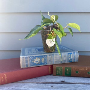 Brazil Philodendron