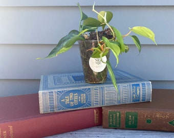 how to start a pot plant Organic & Plantable 4.25