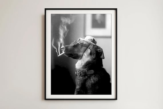 dog smoking a cigarette Your doesn't end with you. The smoke lingers in the air your pets breathe, the toxins settle on their fur, and the discarded cigarette butts often end up where curious animals A Bull Terrier poses in