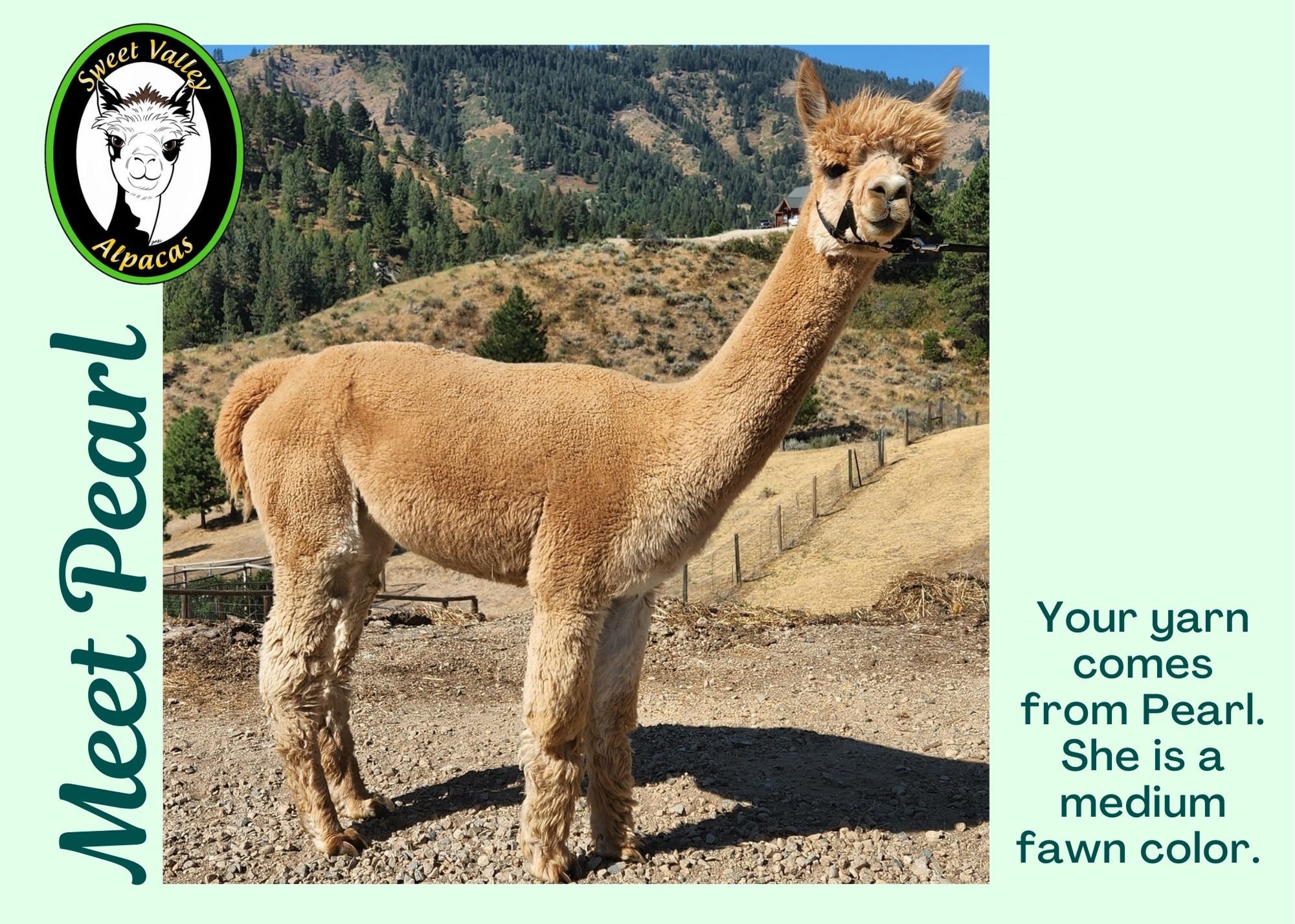 Alpaga Beige 100% plis Fil peigné, pull en alpaga, tricot